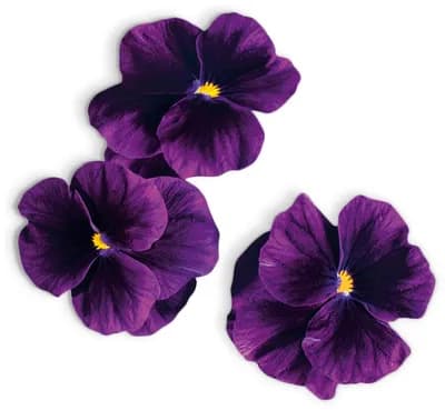 Viola Purple (Viola Cornuta Hybr.)