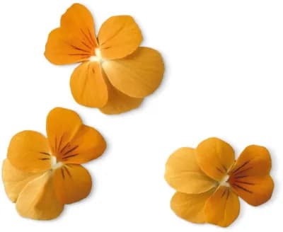 Viola Orange (Viola Cornuta Hybr.)