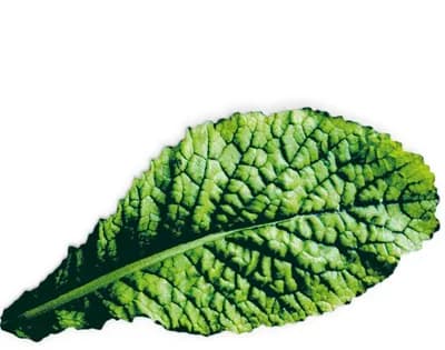 Mustard Red Giant (Brassica Juncea Var.Rugosa)