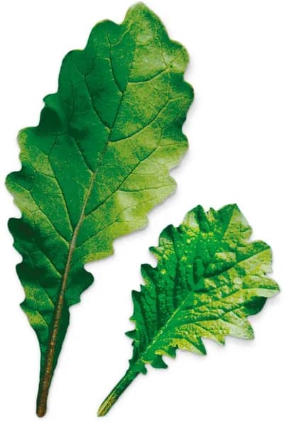 Leaf Radish (Raphanus Sativus)
