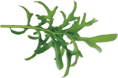 Kale Lacy (Brassica Oleracea)