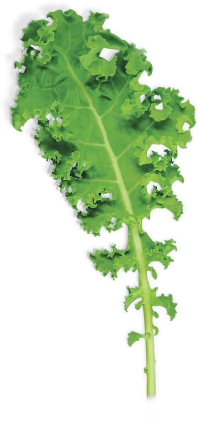 Kale Curled Green (Brassica Oleracea)
