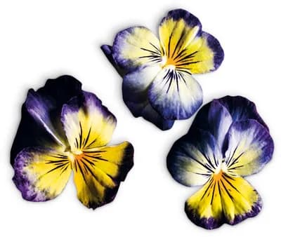 Viola Lemon Blue (Viola Cornuta Hybr.)