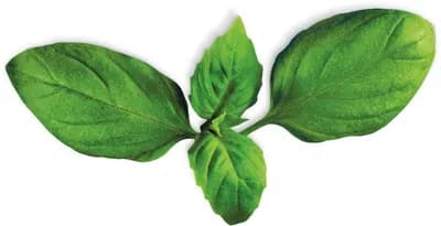 Basil (Ocimum Basilicum)