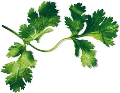 Coriander (Coriandrum Sativum)