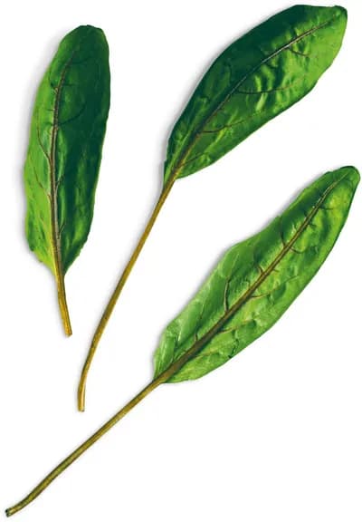 Bloody Sorrel (Rumex Sanguineus)