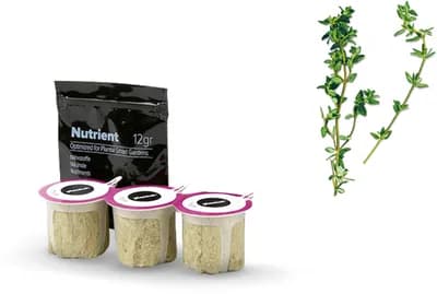 Thyme (Thymus Vulgaris)