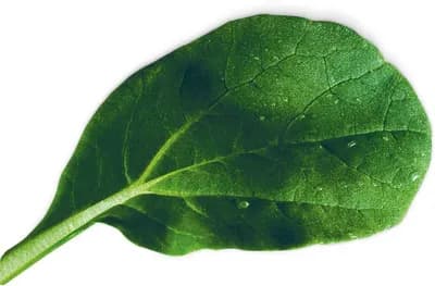 Tatsoi (Brassica Rapa Var. Rosularis)