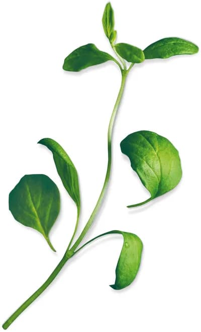 Marjoram (Origanum Majorana)