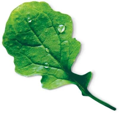 Garden Rocket (Eruca Sativa)