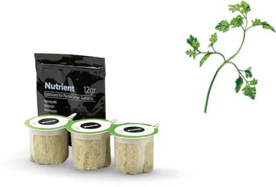 Chervil (Anthriscus Cerefolium)