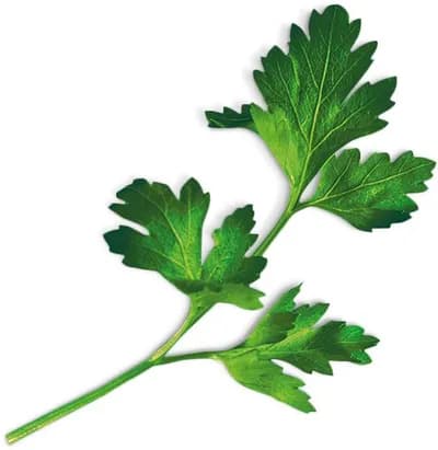 Flatleaf Parsley (Petroselinum Crispum Var. Neapolitanum)
