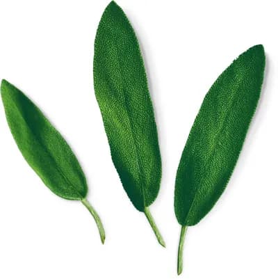 Sage (Salvia Officinalis)