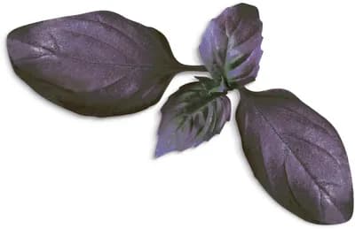 Basil Dark (Ocimum Basilicum‘Dark Opal’)