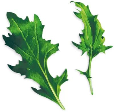 Mizuna (Brassica Rapa Var. Japonica)