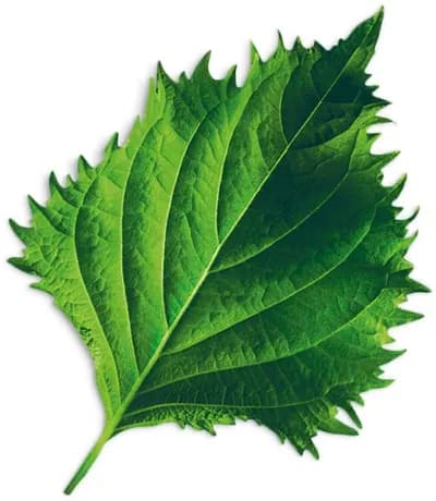 Shiso (Perilla Frutescens)