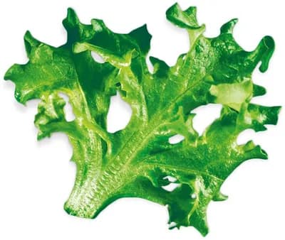 Sweet Blond (Lactuca Sativa)
