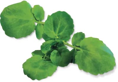 Watercress (Sasturtium Officinale)