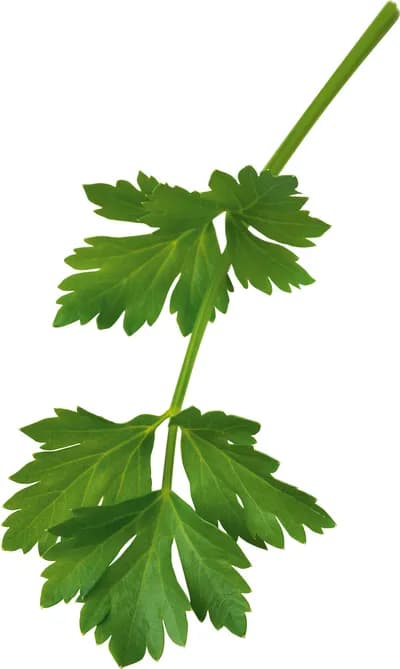 Seed Capsule Lovage