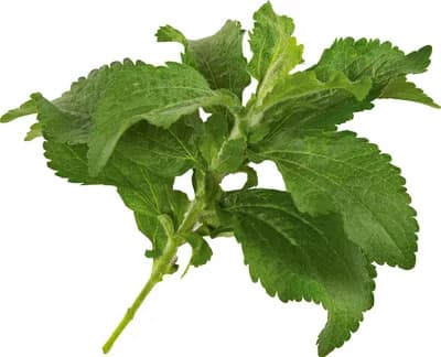Seed Capsule Stevia