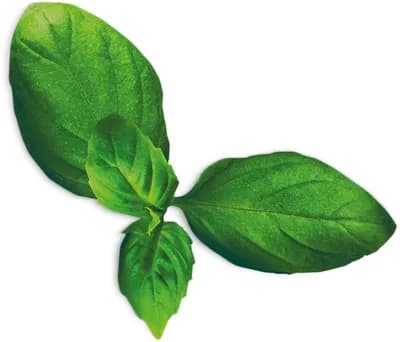Basil Spicy (Ocimum Basilicum Spicy)