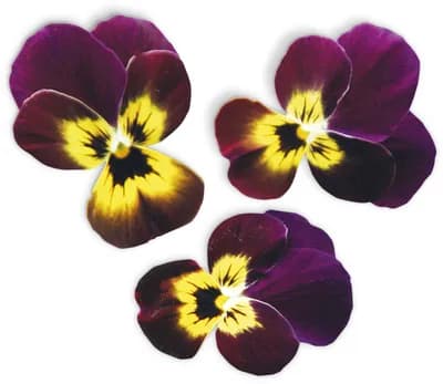 Viola Ruby - Gold (Viola Cornuta Hybr.)